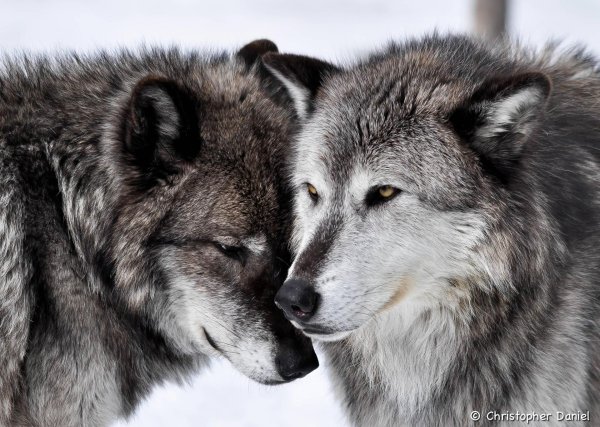 влюбленные волки