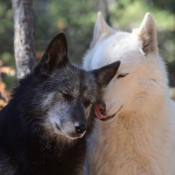 влюбленные волки