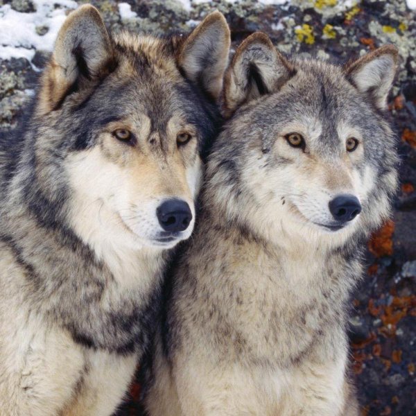 красивые волки