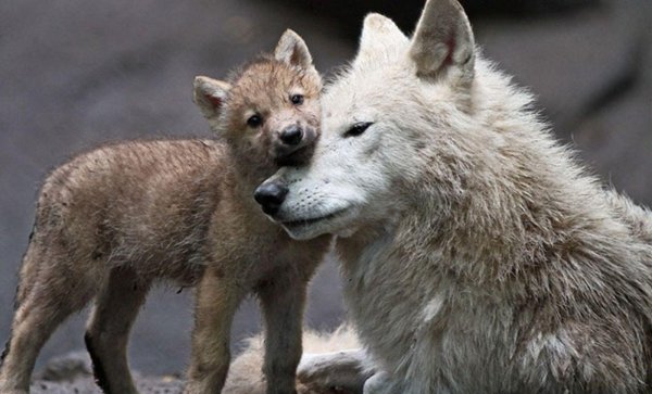 полярный волчонок