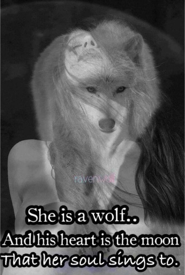 wolf wolf