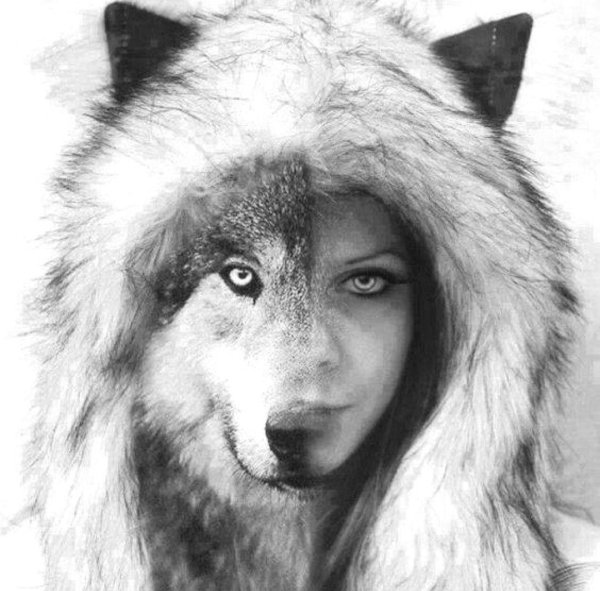 волка лицо