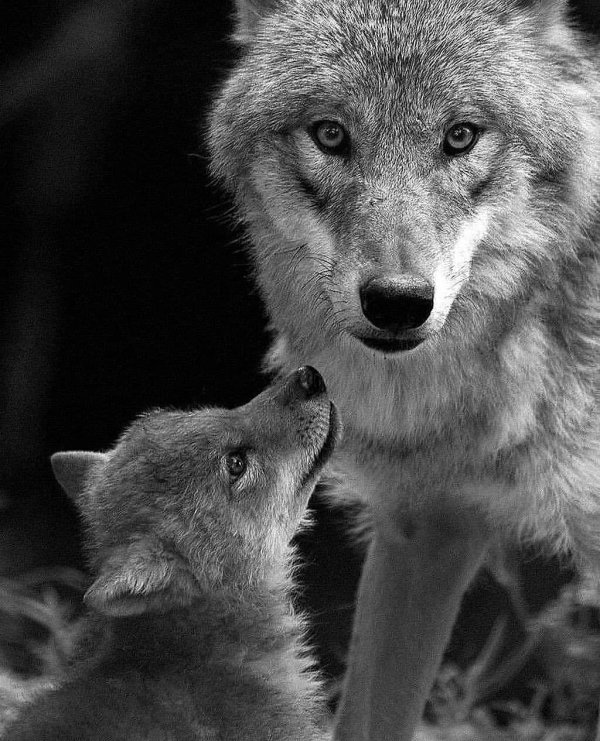 волчица и волчата