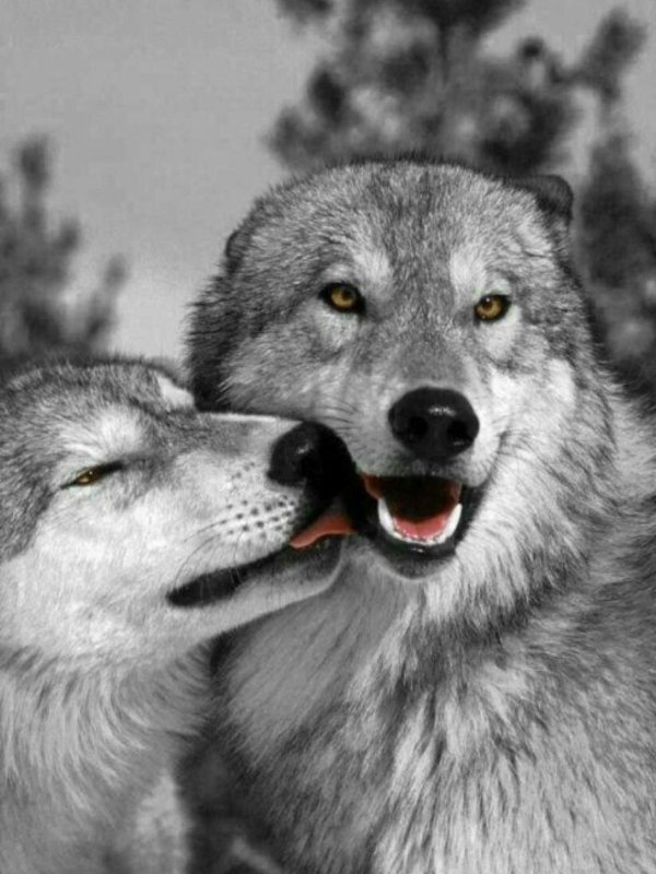 влюбленные волки