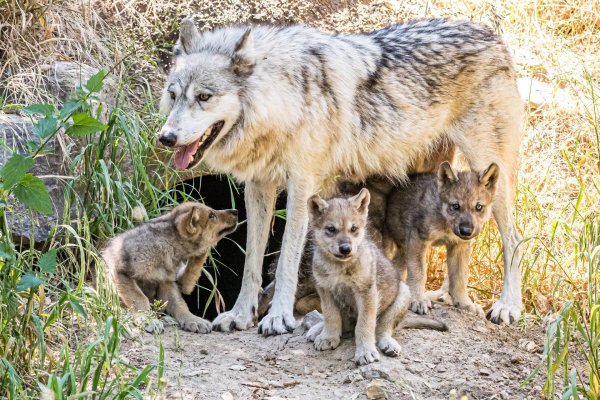волк волчицасемья волков