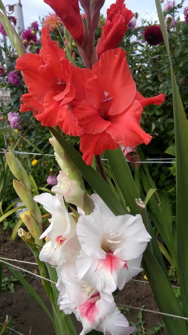 гладиолусы сорта