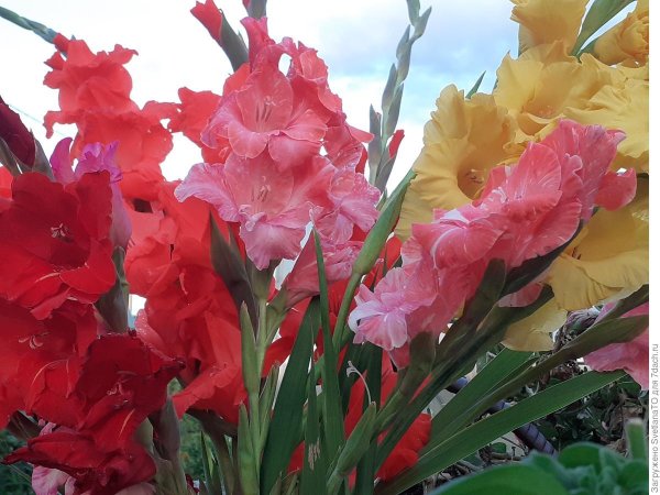 гладиолусы на даче
