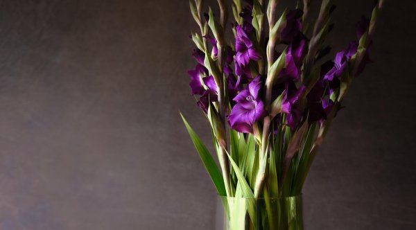 гладиолус синий