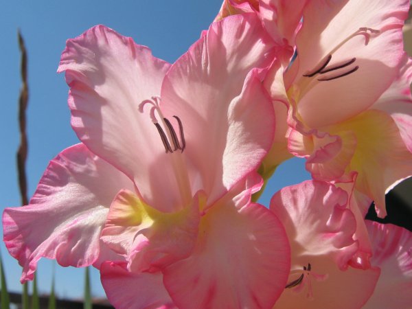 красивые гладиолусы