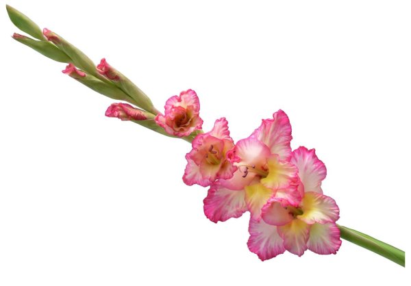 гладиолусы на прозрачном фоне