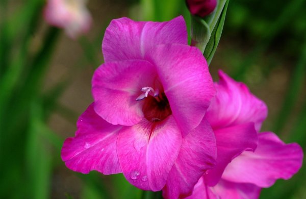 гладиолус фуксия