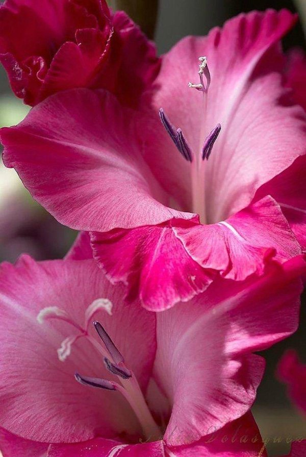 гладиолусы сорта