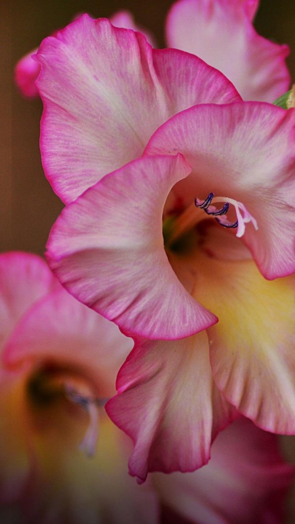 тычинка у гладиолуса