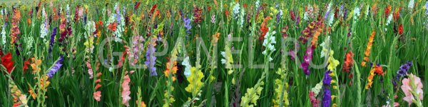 красивые гладиолусы