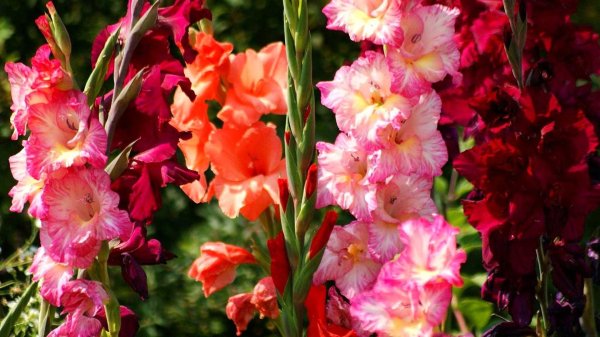 гладиолус мезья