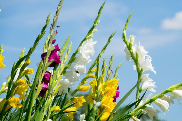 гладиолусы в саду