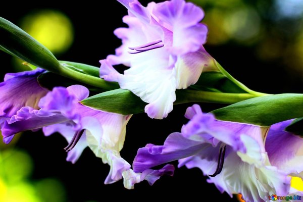 красивые гладиолусы