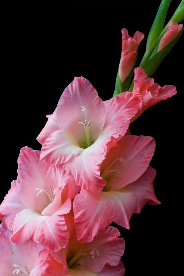 гладиолус белый