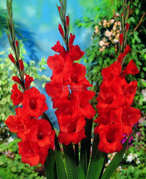 гладиолусы гарден вельвет