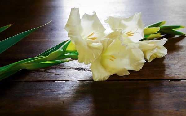 букет белых гладиолусов