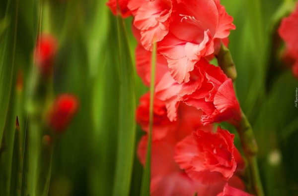 красные гладиолусы