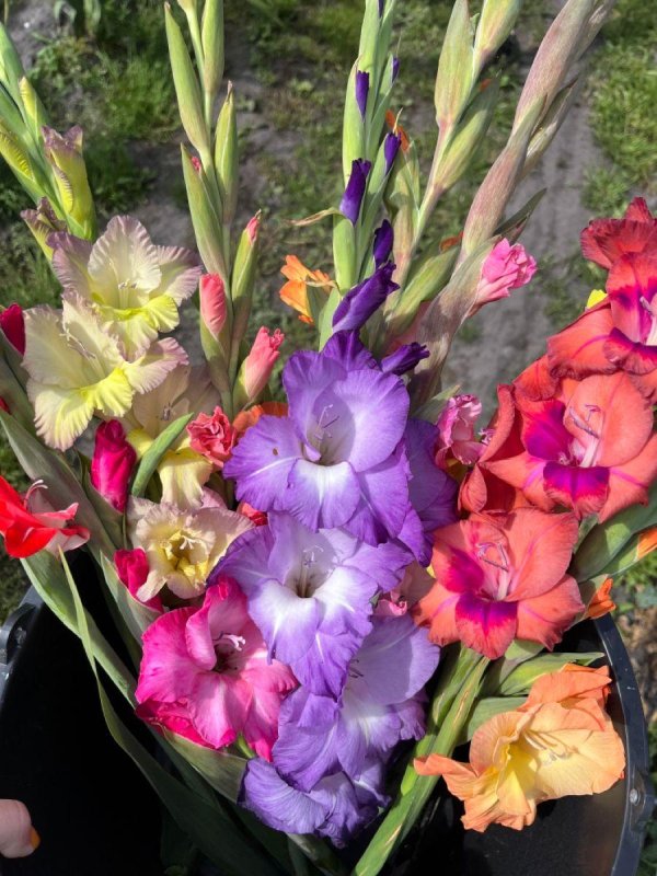 мини гладиолусы