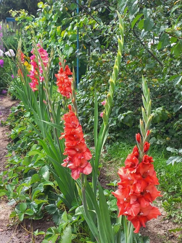шикарные гладиолусы