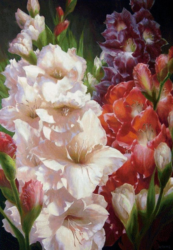 гладиолусы картина