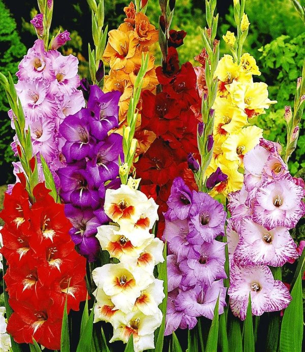 луковичные гладиолусы многолетние