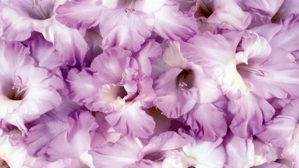 гладиолус сиреневые зори