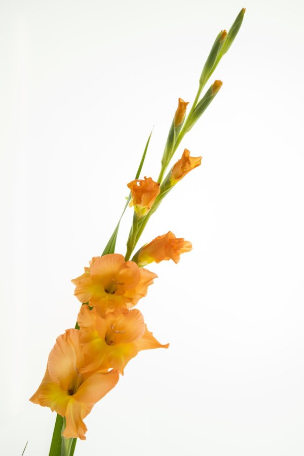 блоссом гладиолус