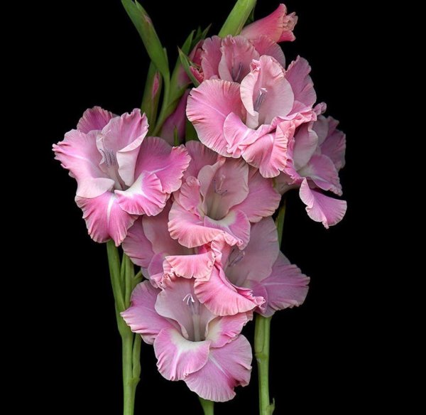 гладиолус бельведер