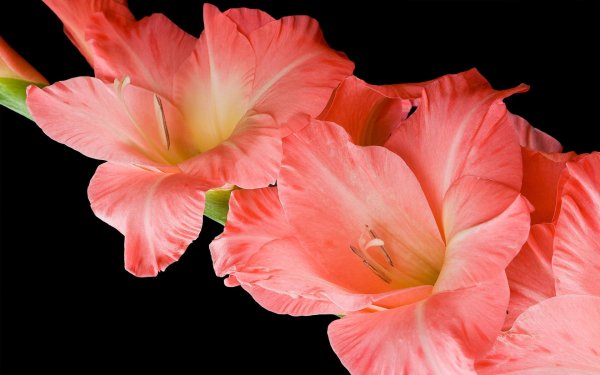 гладиолусы открытка