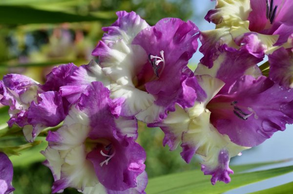 гладиолус аксакал