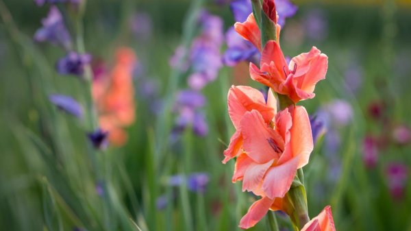 гладиолус джессика