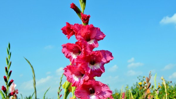 гладиолус красный