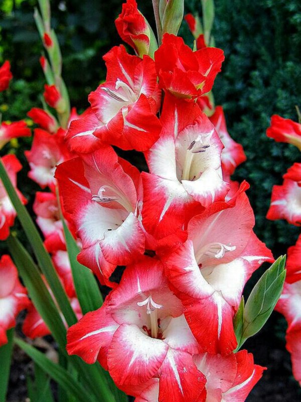 гладиолус аннушка