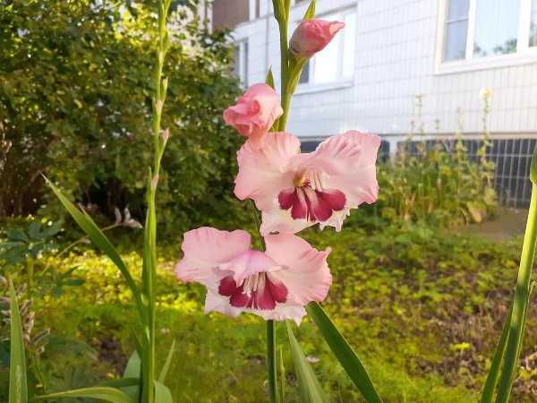 гладиолусы дома