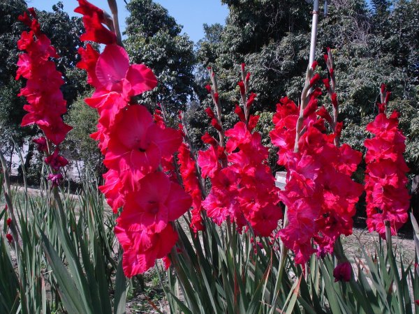 гладиолус ферст блад