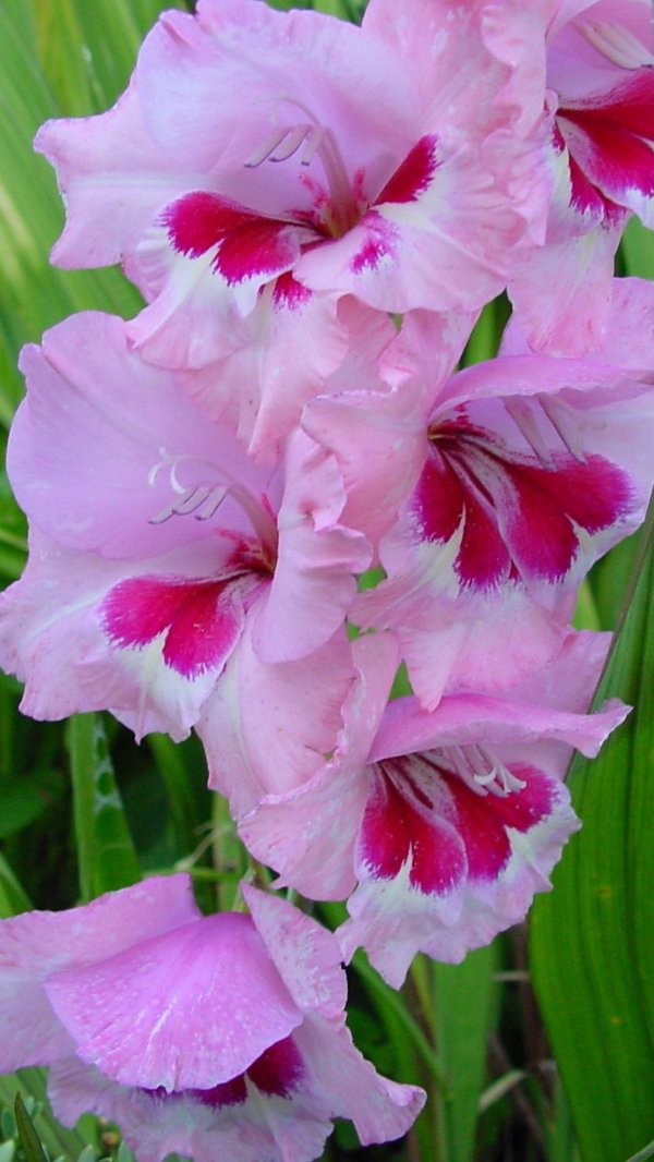 гладиолусы сорта