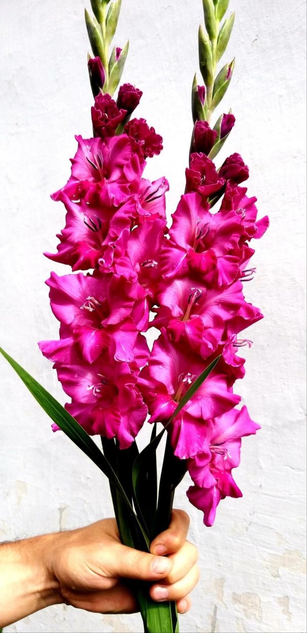 гладиолусы сорта