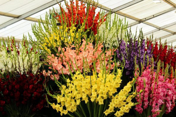 выставка гладиолусов в аптекарском огороде