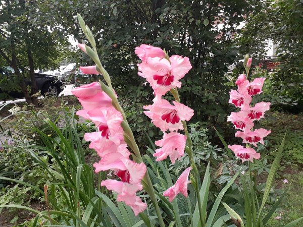 гладиолусы в саду