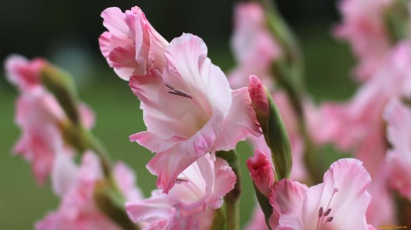 гладиолус анук