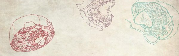 анатомия клетки