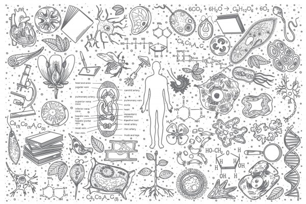 биологические рисунки