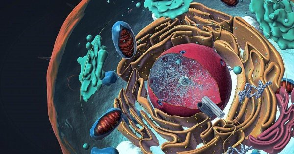 живая клетка