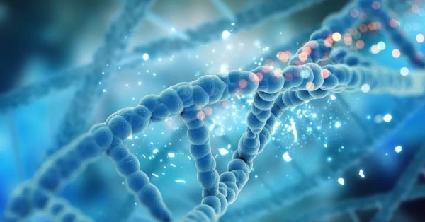 молекула днк