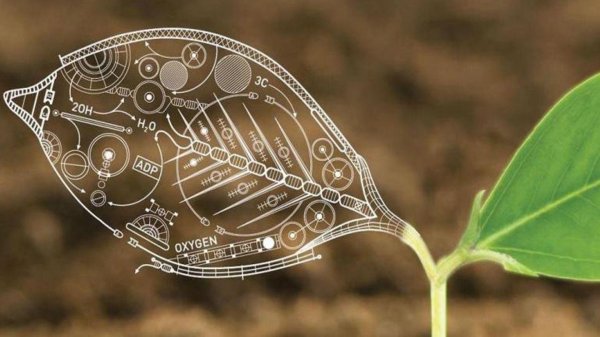 генетика растений