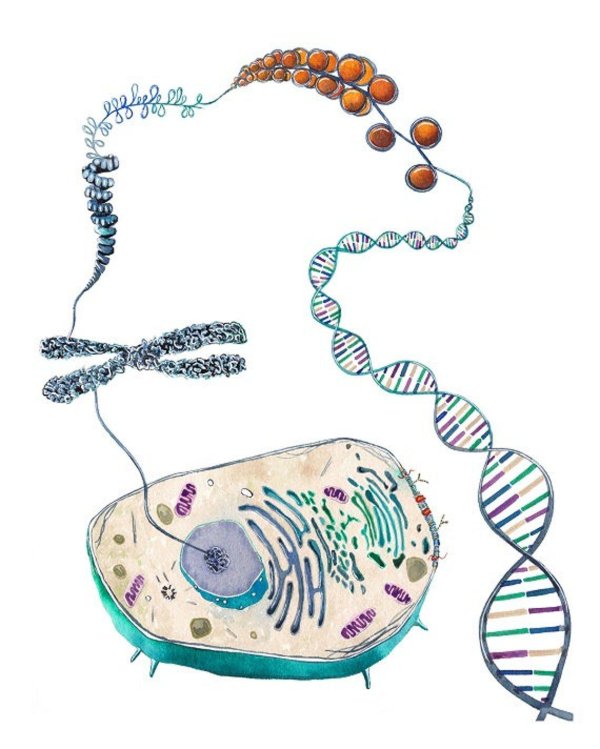 биологические иллюстрации